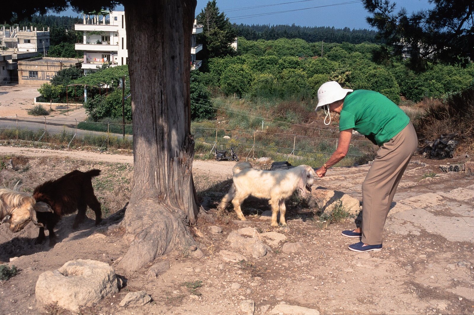 Ugarit