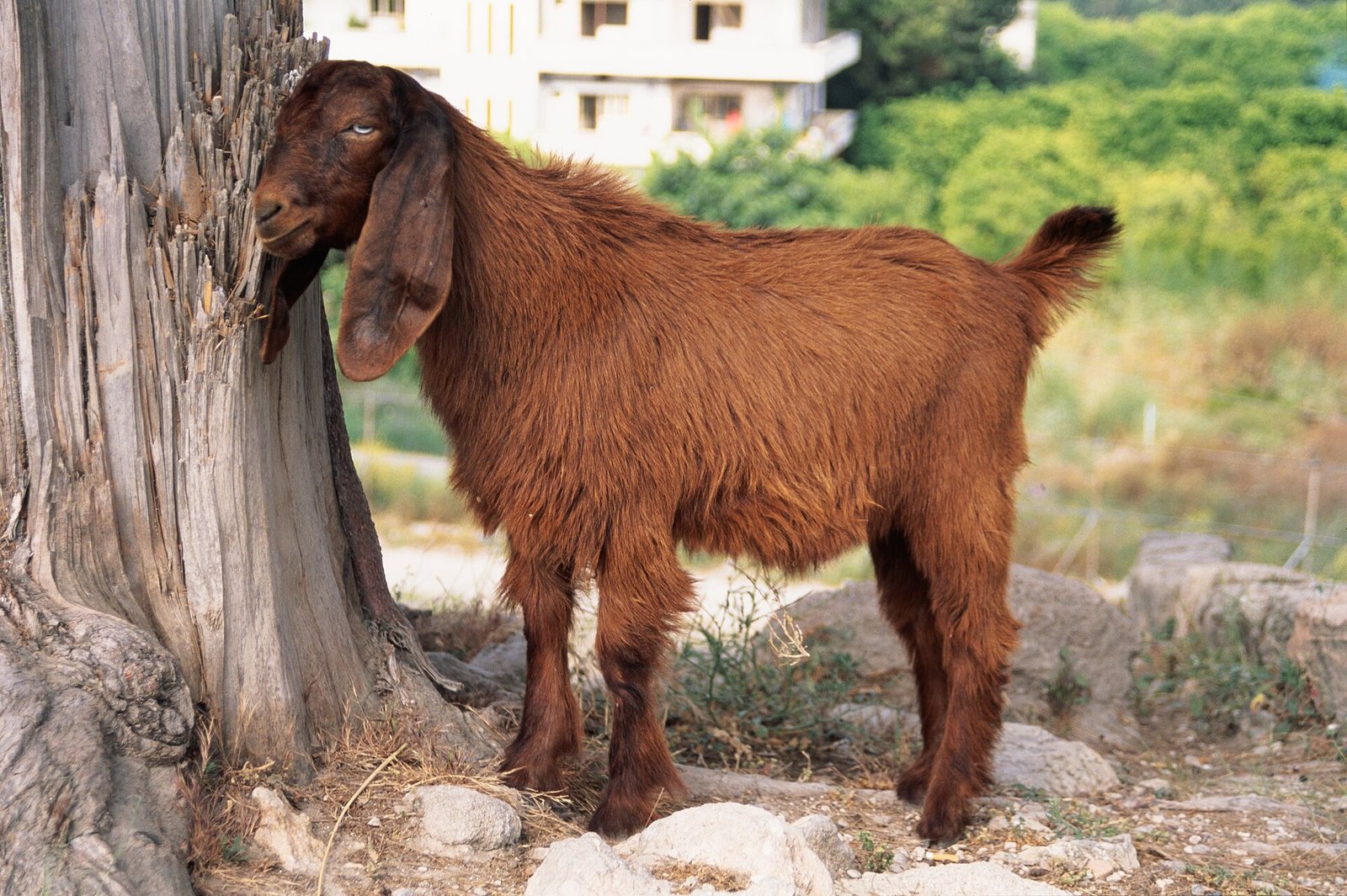 Ugarit